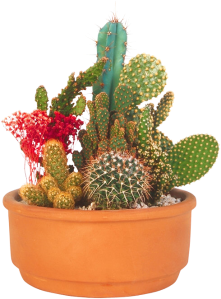 CACTI2